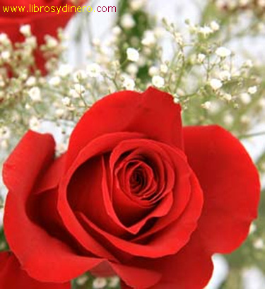 rosas de amor roses of love. rosas de amor.